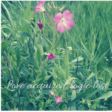 Love acquired, logic lost